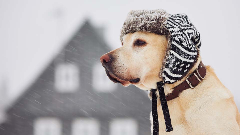 Ask an Expert: Tips for Cold Weather Survival