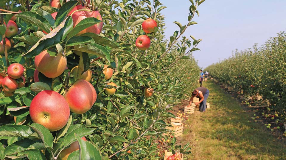 An apple orchard during harvesting time.