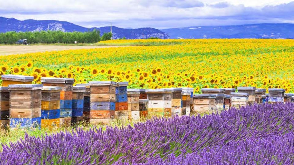 Thriving Hives: The Apiary - Beekeeping Essentials