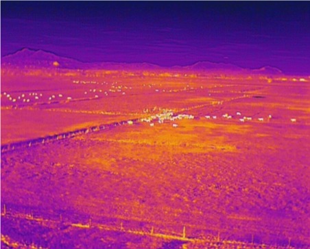 Beef Cattle Grazing in Pasture