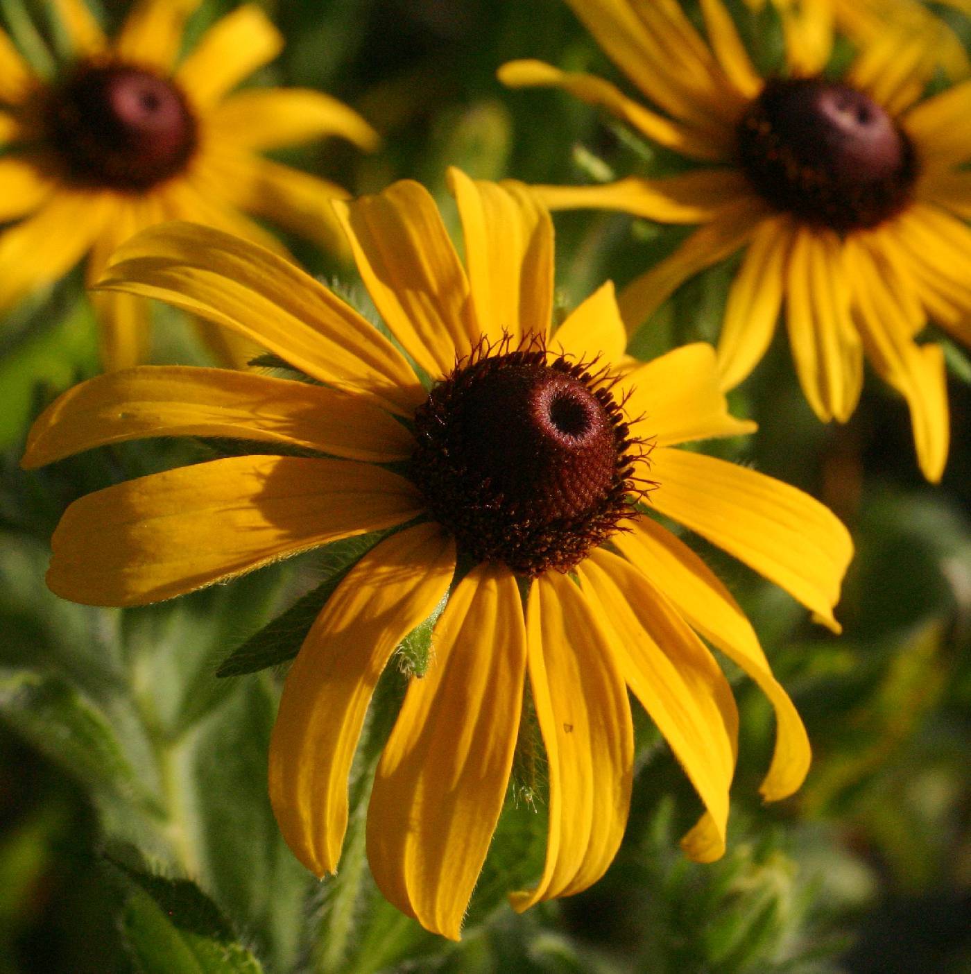 Black-Eyed Susans have dark brown centers surrounded by multiple, pointy, golden yellow petals.
