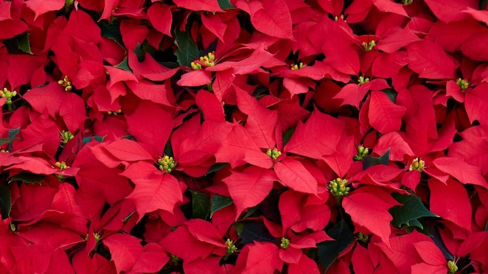 can you keep a poinsettia year round