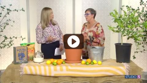 Grow a Citrus Tree in Your Kitchen! Here Are 8 Ways to Make Sure It Thrives