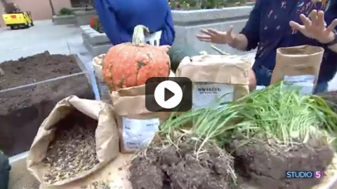 Get the 411 on Cover Crops! These Late Season Seeds Will Prep Your Garden for Spring