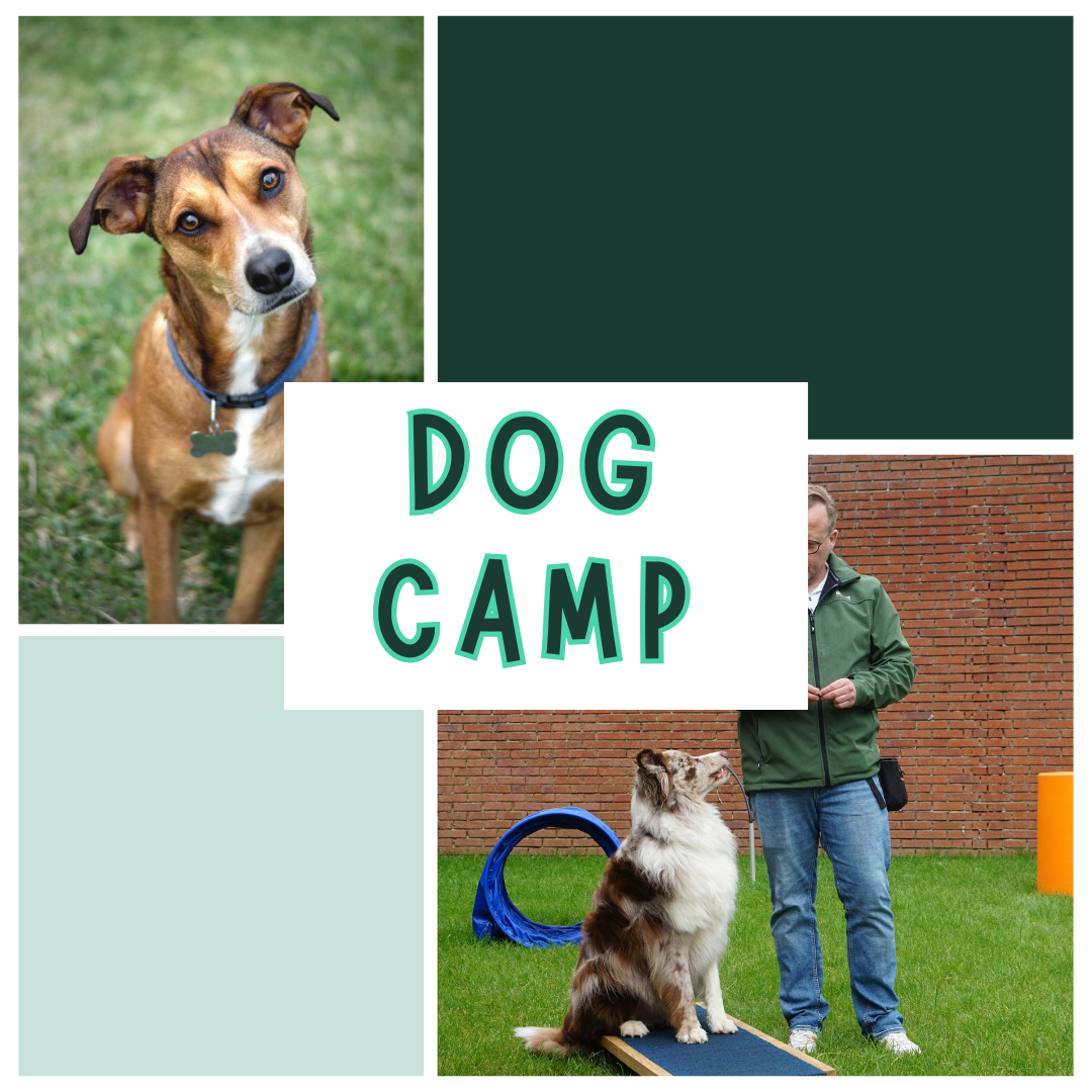 Dog Camp