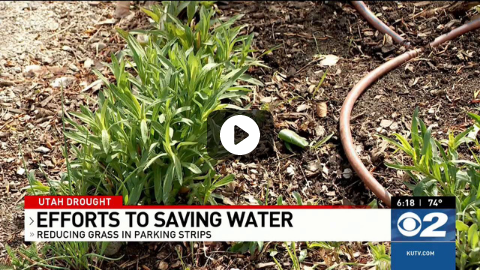 Understanding Evapotranspiration in Your Efforts to Keep Plants Alive During Drought