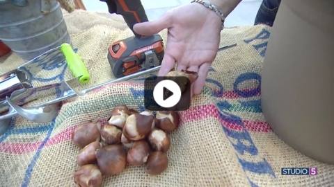 As Seen on Studio 5: Fall Is the Time to Plant Bulbs so You'll Have Them Blooming by Spring