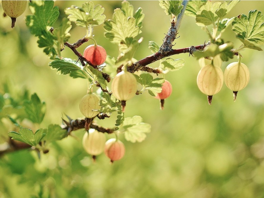 Gooseberries in tree
