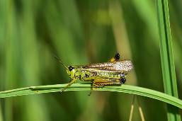 Grasshoppers Getting in Your Garden? Three Tips for Control