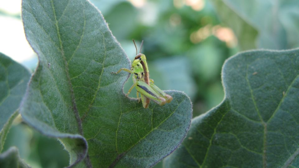 A grasshopper on a leaf.