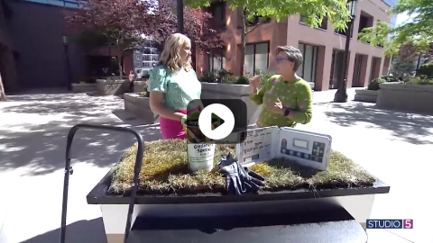 You Can Have a Green Lawn With Low Water! Here Are 3 Important Things to Do