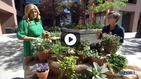 Best Groundcovers: These Are the Top 8 Plants to Fill Out Your Flowerbeds