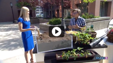 Growing strawberries? Here are 3 secrets for planting this easy-grow crop