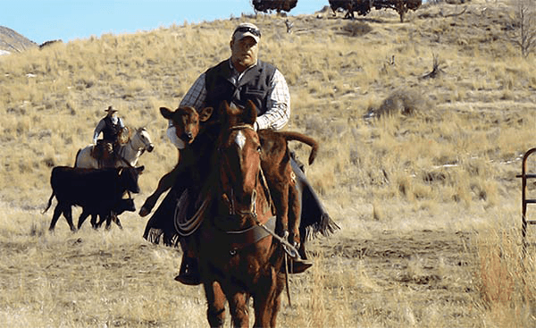 Horse rider carrying calf