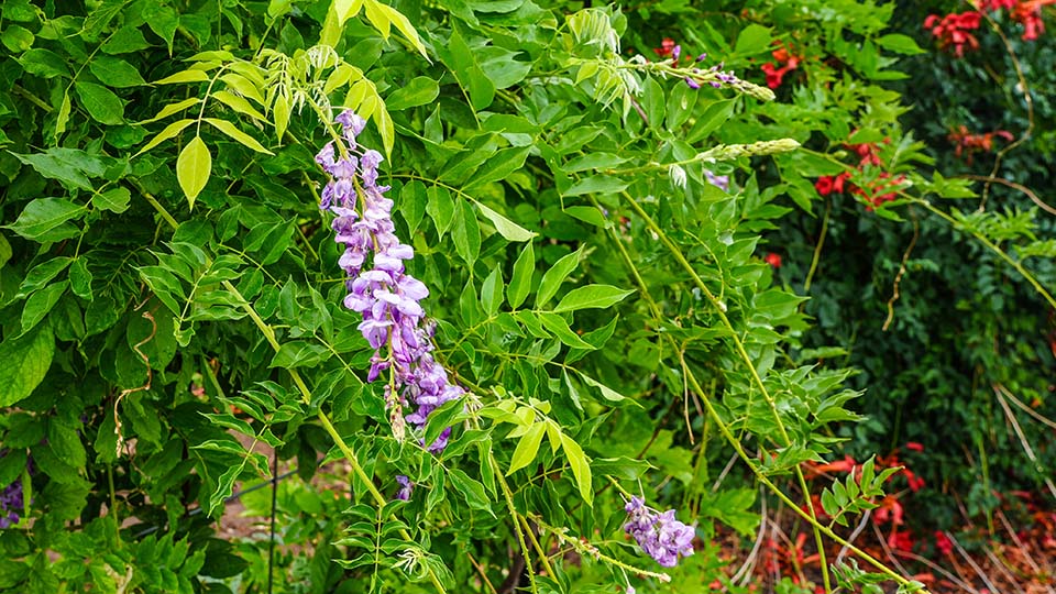 Consider Japanese Wisteria Vines for Utah Landscapes
