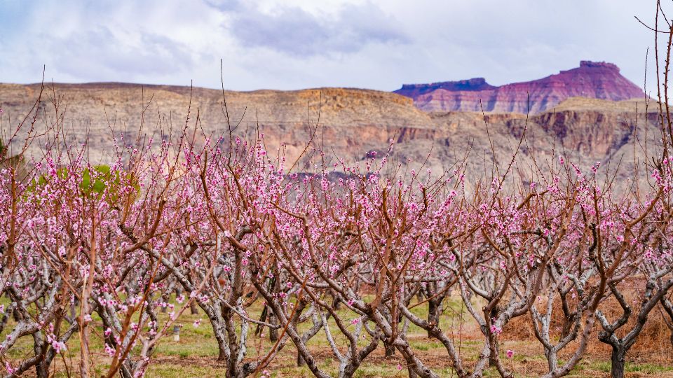 Peach trees with yellow flower buds.