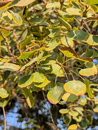 Leaf scorch on Aspen