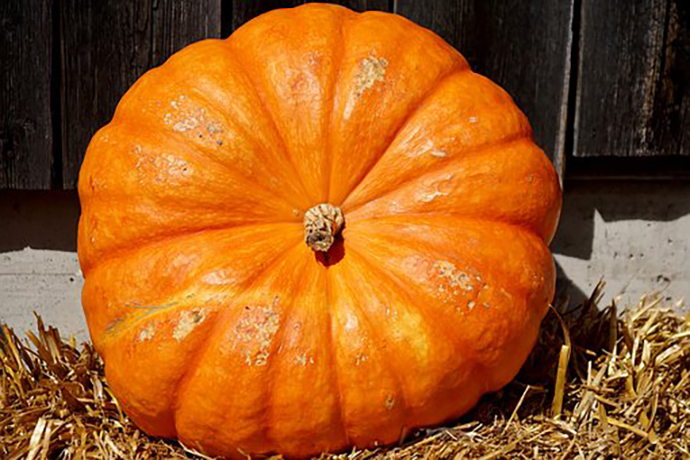 Fall Pumpkin Recipes