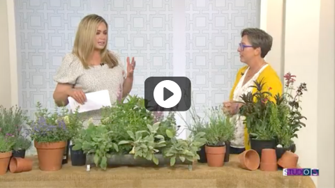 Beautiful Flowers, Less Water! 5 Plants That Can Survive With Little Watering