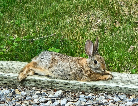 A rabbit lying flat. Wildlife and pets often do this in the summer to cool off.
