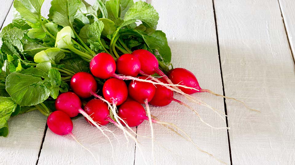 A bunch of red radishes
