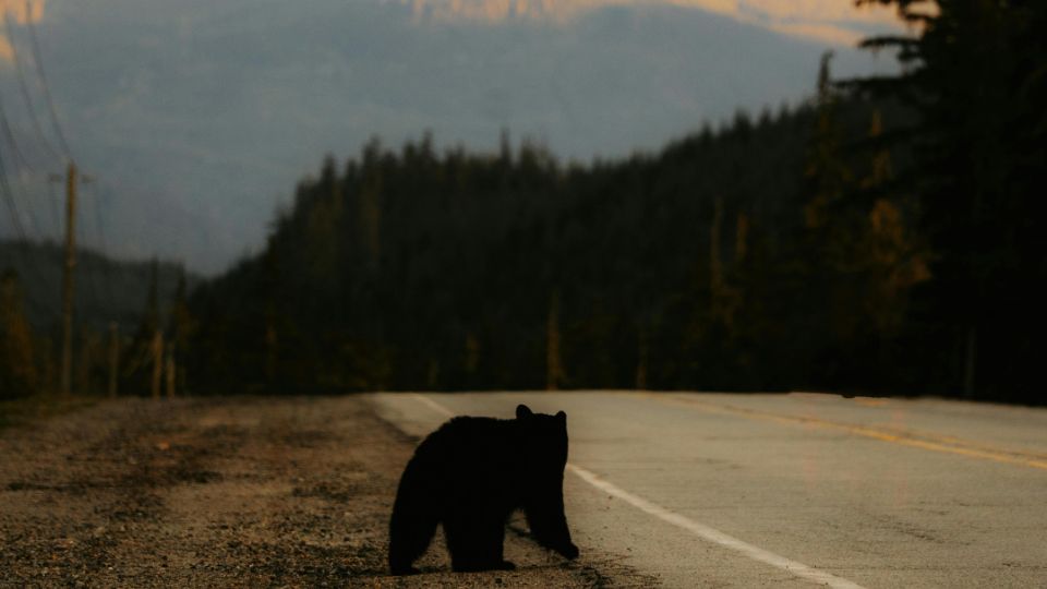 A bear on the side of a mountain road.