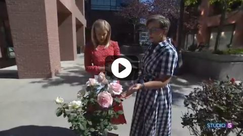 The Best Roses for Your Garden: 5 Varieties and How to Care For Them