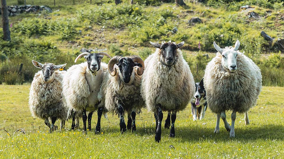 A line of sheep in a green pasture with a herding dog behind.