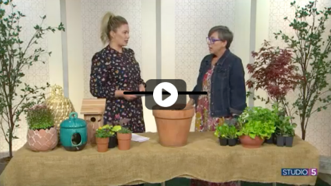 Top 5 Best Trees to Plant That Thrive in Utah’s Climate