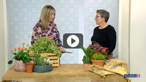 The Gardener’s Color of the Year Is… Terracotta! Here’s How to Use It in Your Yard