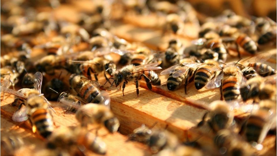 The Apiary – Beekeeping Essentials