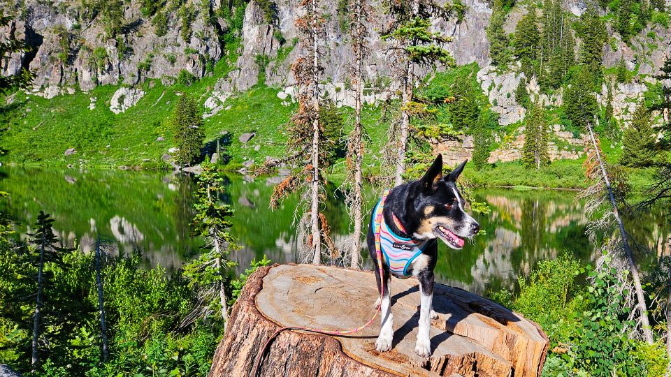 A dog standing on a tree stump by a mountian lake.