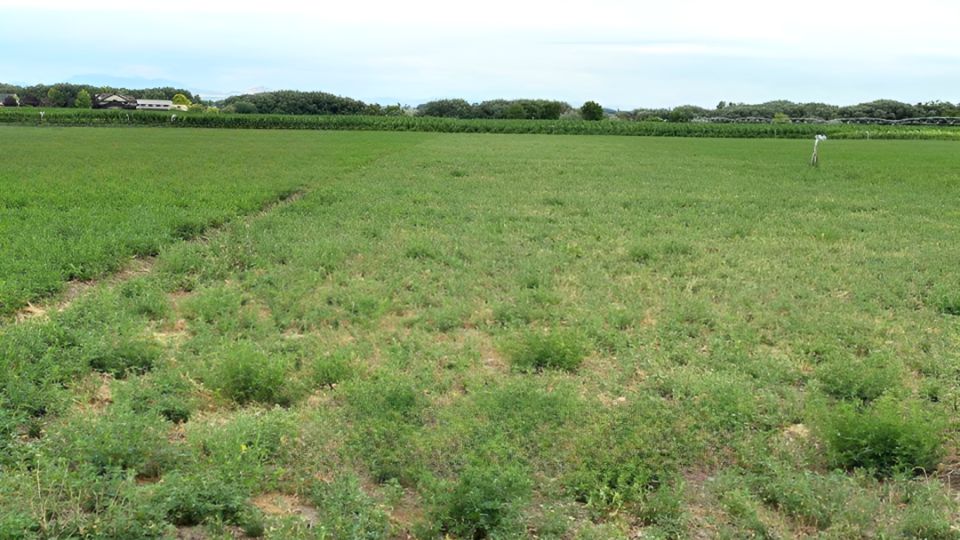 Irrigation, Crop, and Soil Management Impacts on Water Use in Pivots/Laterals