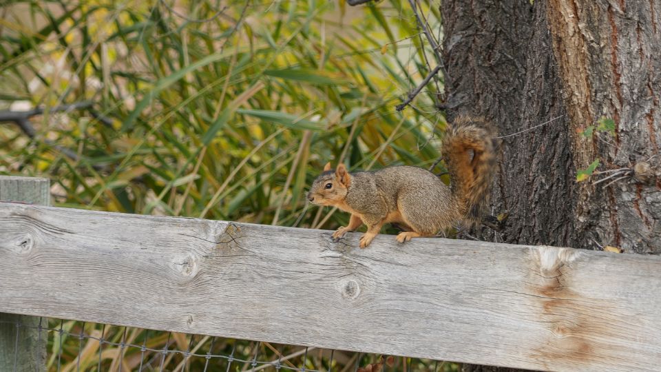 Vanquishing Varmints in the Orchard and Garden