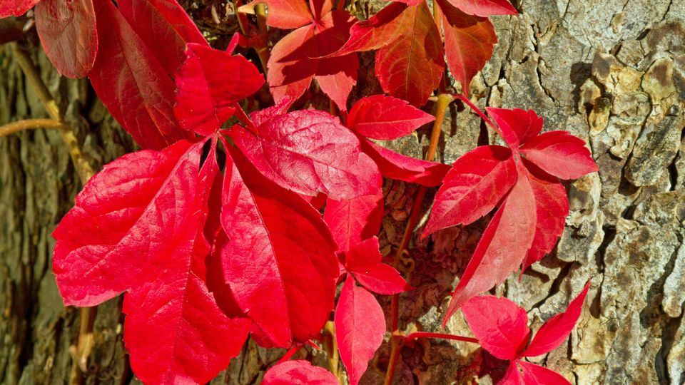 Vines in the Landscape: Virginia Creeper