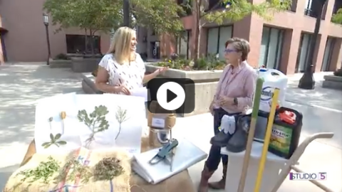 Win the weed war! Control weeds in your garden with these 7 tools