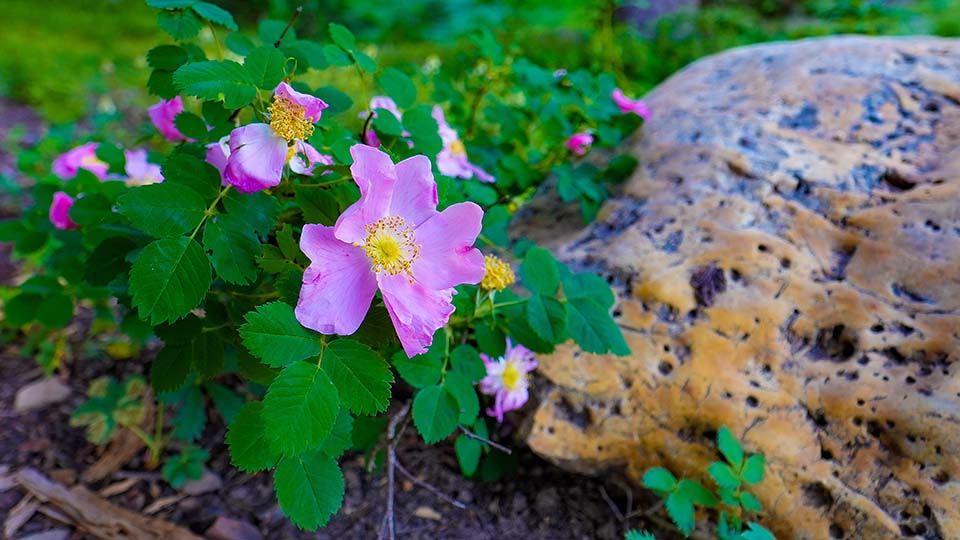 Pink wild rose flowers in a forest next to an orange rock