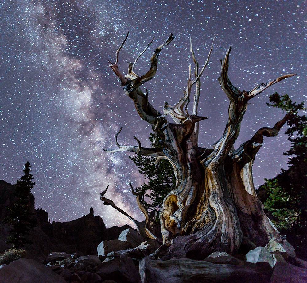 Milky Way behind ancient Bristlecone pine in GBNP