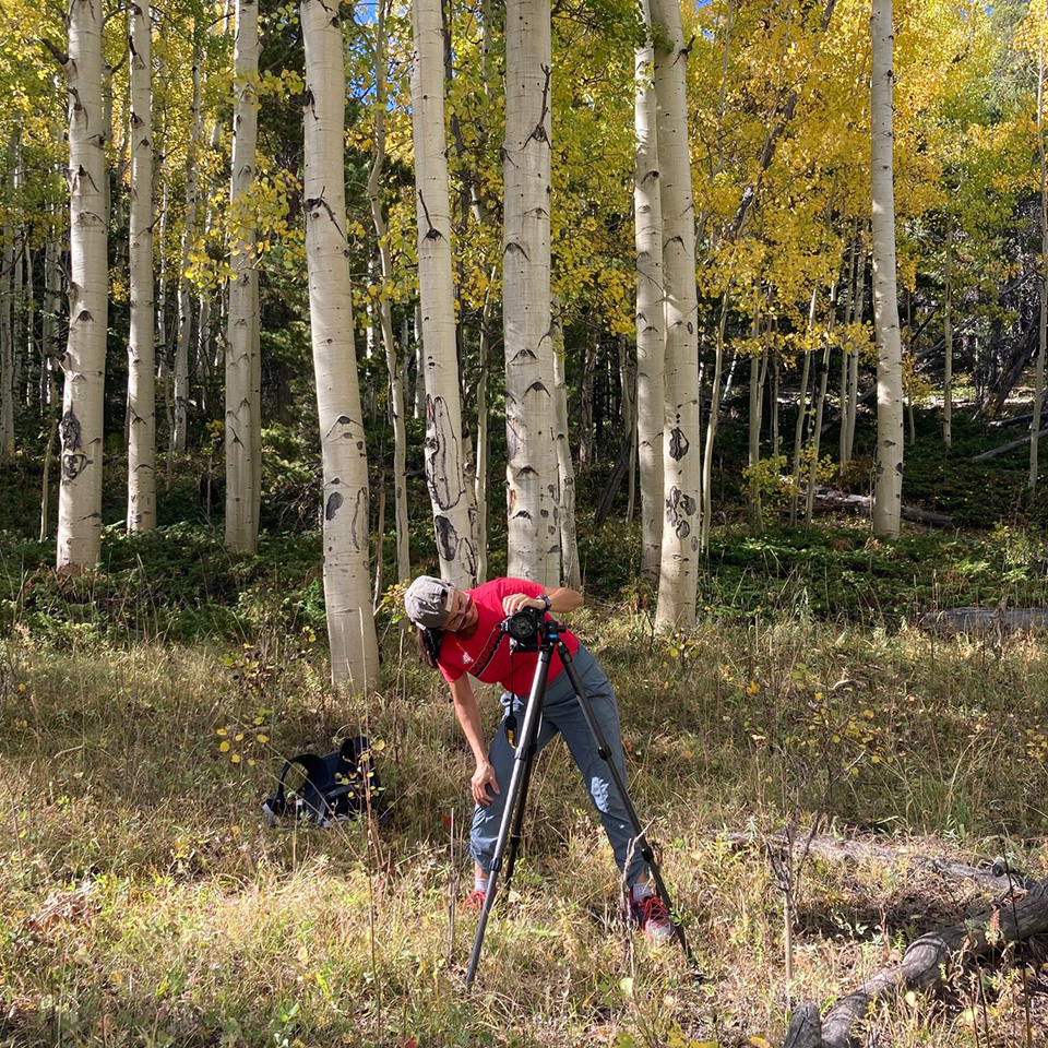 Gina taking photos in quaking a aspen stand