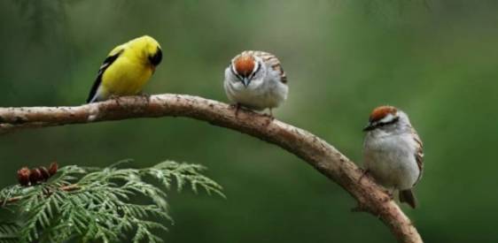 American goldfinch and Chipping sparrows