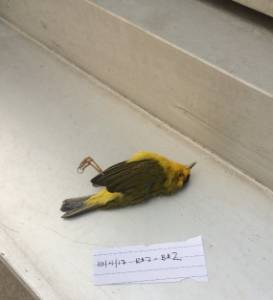 Wilson’s Warbler collision victim documented during Salt Lake Avian Collision Survey