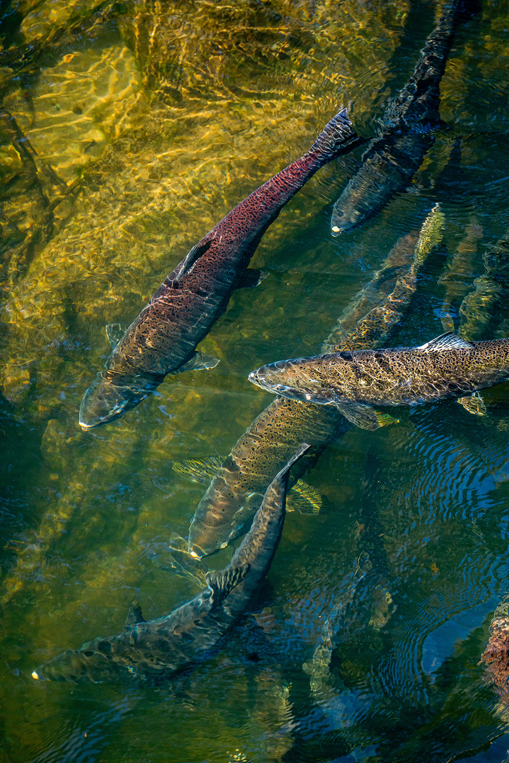 Socio-Ecological Systems of Fisheries