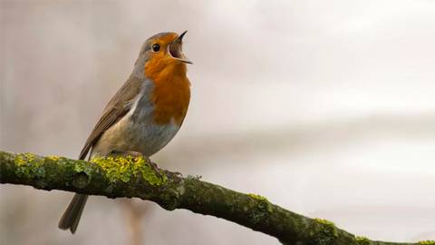 Bird singing on branch