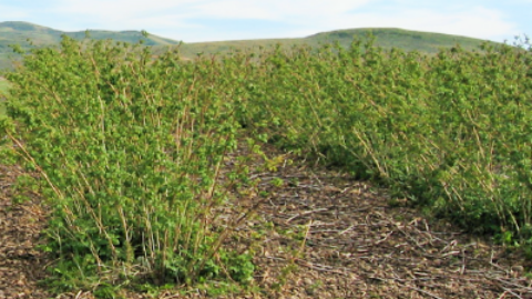 Caneberry Irrigation