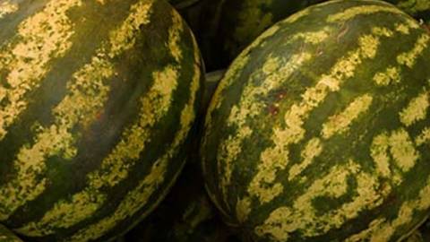 Vegetable Irrigation: Melon
