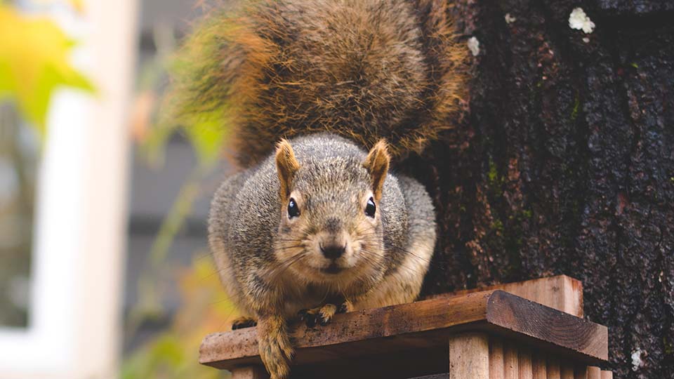 Squirrel in autumn