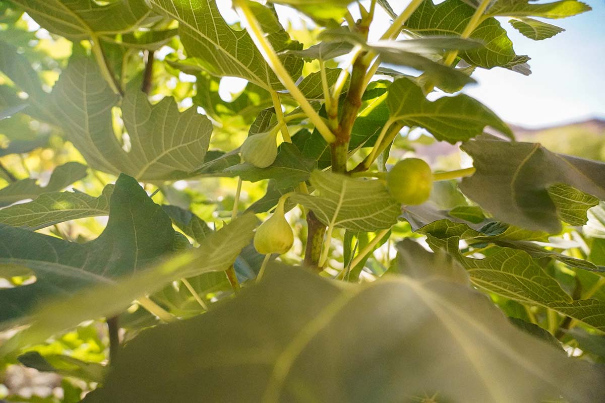 Green figs on a tree