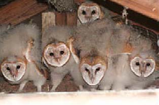 Barn owl chicks