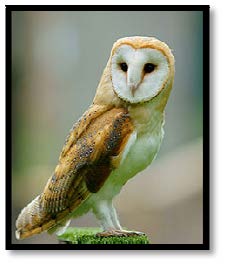 Barn owl adult