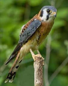 American kestrel adult